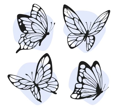 Butterfly Vector Art